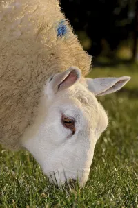 Domestic Sheep, Beltex, close-up of head
