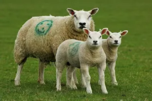 Domestic Sheep, Beltex ewe with lambs