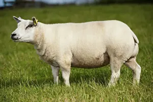 Domestic Sheep, Beltex ewe, standing in pasture