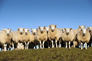 Domestic Sheep, Beltex, flock standing on hillside
