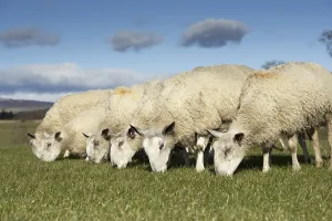 Domestic Sheep, Blue-faced Leicester