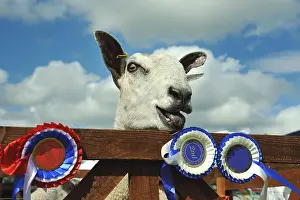 Domestic Sheep, Blue-faced Leicester