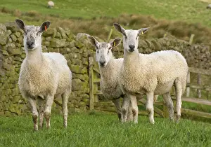 Domestic Sheep, Blue-faced Leicester