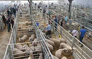 Domestic Sheep, Blue-faced Leicester