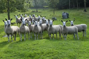 Domestic Sheep, Blue-faced Leicester ewes
