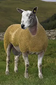 Domestic sheep, Blue-faced Leicester ram