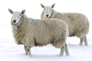 Domestic sheep, Cheviot ewes, two standing in snow