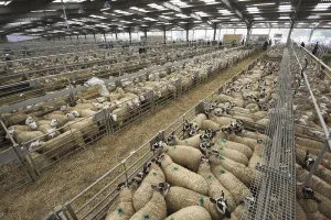 Domestic sheep, domestic animals