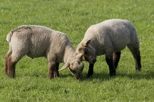 Domestic sheep, Dorset Down, two lambs