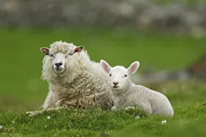 Domestic Sheep, ewe with lamb, resting in pasture