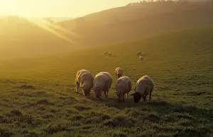 Domestic Sheep, flock grazing in field at dusk