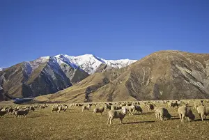 Domestic Sheep, flock, grazing in montane pasture