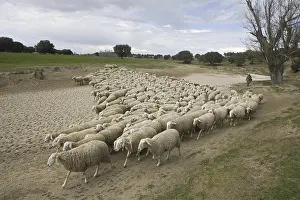 Domestic Sheep, flock herded by shepherd along dry riverbed