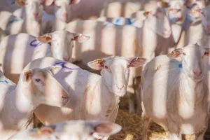 Domestic Sheep, Friesland milking sheep ewes