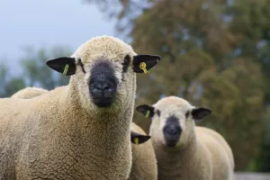 Domestic Sheep, Hampshire Down rams