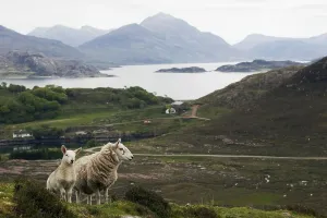 Domestic sheep with lamb, Loch Torridon