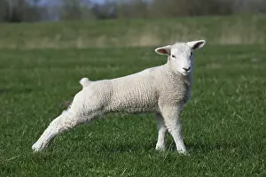 Domestic sheep, lamb, Wedeler Marsch nature reserve