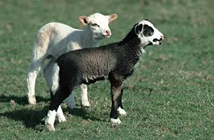 Domestic sheep, lambs