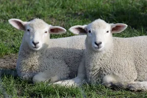 Domestic sheep, lambs, lamb, sheep, sheep