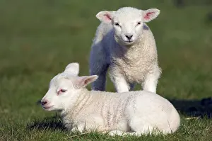 Domestic sheep, lambs, lamb, sheep, sheep