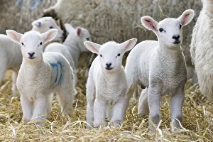 Domestic sheep, lambs, standing with ewes on straw bedding