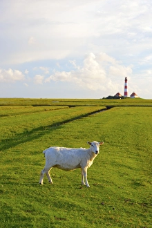 Domestic sheep in front of the Leuchtturm Westerheversand lighthouse