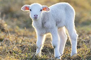 Domestic sheep, merino sheep, lamb
