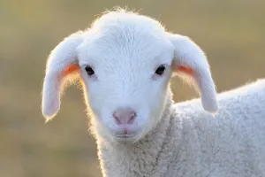 Domestic sheep, merino sheep, lamb, portrait