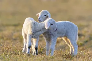 Domestic sheep, merino sheep, lambs