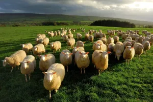 Domestic Sheep, Milk Sheep ewes