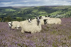 Domestic Sheep, mule gimmer lambs