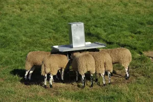 Domestic Sheep, mule lambs, flock feeding from creep feeder in pasture