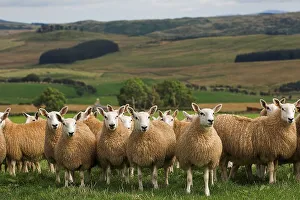 Domestic Sheep, mules, Cheviot ewe x Blue-faced Leicester ram