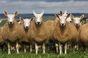 Domestic Sheep, mules, Cheviot ewe x Blue-faced Leicester ram