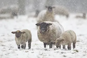 Domestic sheep (Ovis aries) adult mother ewe and two juvenile baby lambs farm animals in a snow covered field in winter