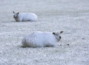 Domestic Sheep (Ovis aries), two adults