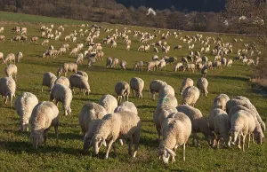 Domestic sheep (Ovis aries) in meadow