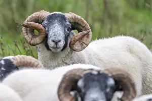 Domestic sheep (Ovis aries) in a meadow