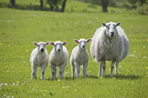 Domestic Sheep (Ovis aries), mule ewe with three Texel sired lambs standing in pasture