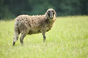 Domestic sheep (Ovis aries) standing on a meadow