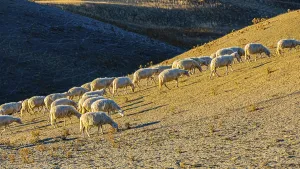 Domestic sheep (Ovis gmelin aries) grazing in the evening light