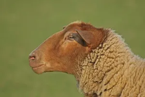 Domestic Sheep Ovis gmelini aries