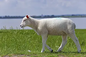 Domestic sheep (Ovis gmelini aries)