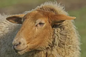 Domestic sheep Ovis gmelini aries