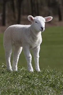 Domestic sheep (Ovis gmelini aries)