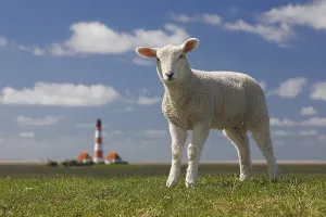Domestic sheep (Ovis gmelini aries)