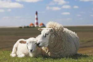 Domestic sheep (Ovis gmelini aries) with lamb lies on dike in front of lighthouse Westerheversand