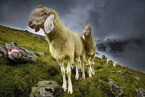 Domestic sheep (Ovis gmelini aries) on mountain meadow with mountain landscape and cloudy sky