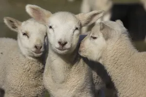Domestic sheep (Ovis orientalis aries), lambs