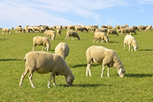 Domestic Sheep (Ovis orientalis aries) on a meadow